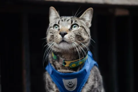 Котики — кадр 3