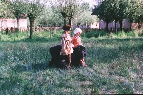Фландрийский пёс — кадр 1