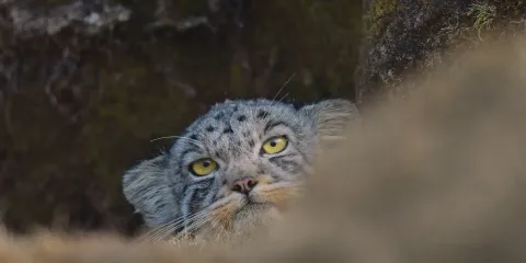 В поисках снежного барса — кадр 2