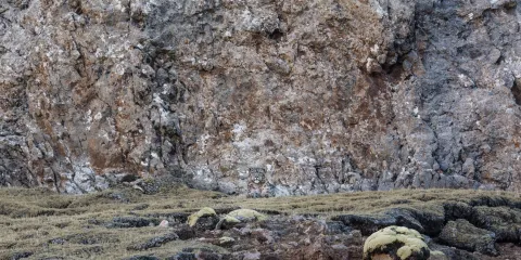 В поисках снежного барса — кадр 12