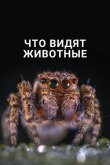 Что видят животные смотреть онлайн бесплатно